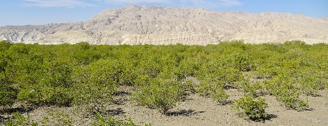 南部沿岸域における環境保全・管理計画策定プロジェクト